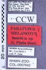 Etikette zu Melanotus haucki (Platia, 2007) (NHMW-ZOO-COL-0007642)